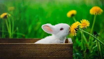 球王会体育平台-篮网总经理：有信心续约三巨头 米尔斯非常重要